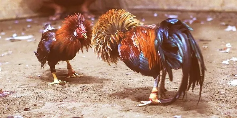 Chiến thuật chơi đá gà cựa dao tại XO88