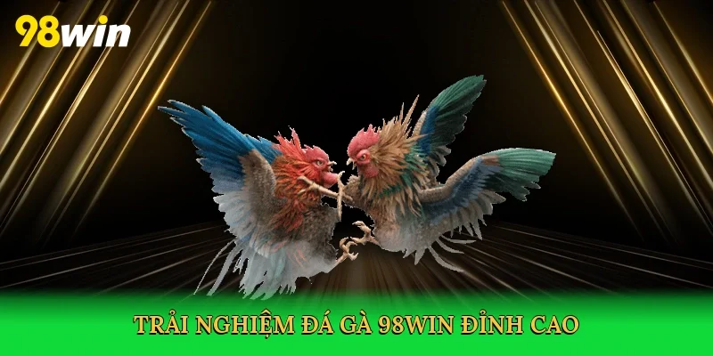 Trải nghiệm đá gà 98win đỉnh cao