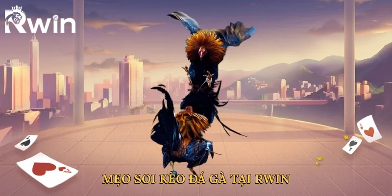 Mẹo soi kèo đá gà tại Rwin